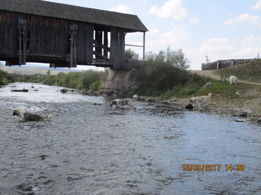  - COBORATUL DE LA STANA 2017 OILE SI VACILE 16 09