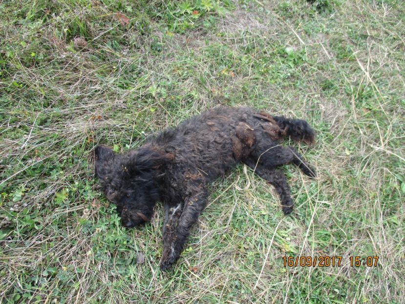  - COBORATUL DE LA STANA 2017 OILE SI VACILE 16 09