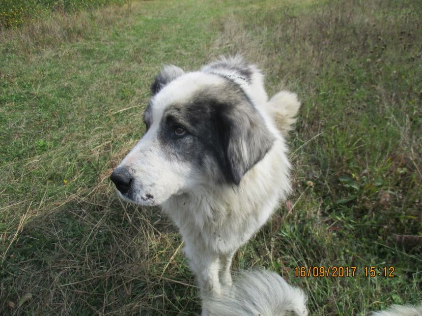  - COBORATUL DE LA STANA 2017 OILE SI VACILE 16 09
