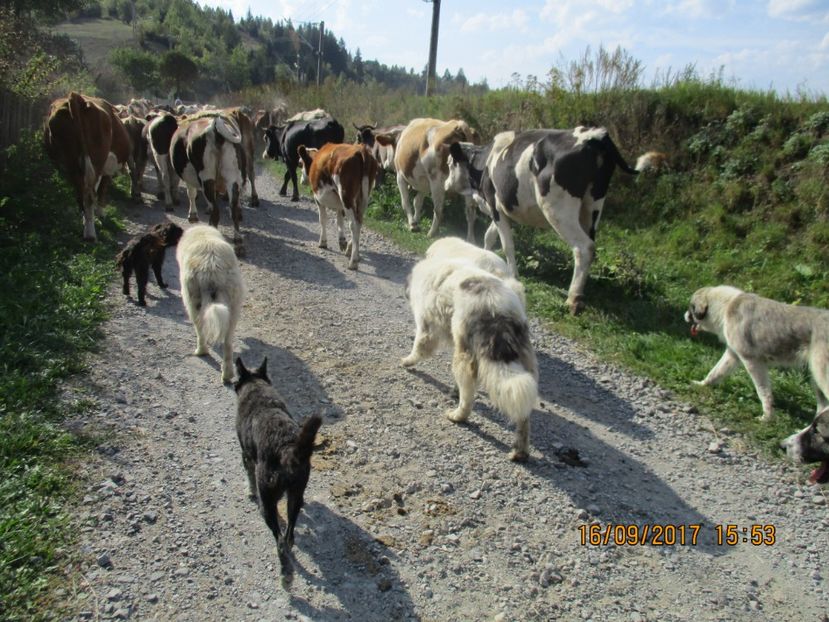  - COBORATUL DE LA STANA 2017 OILE SI VACILE 16 09