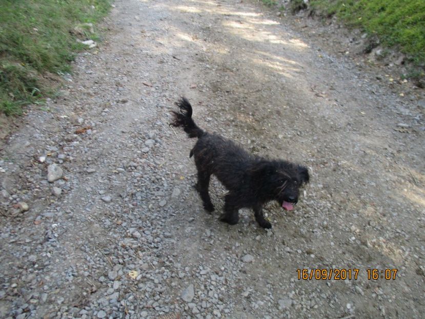  - COBORATUL DE LA STANA 2017 OILE SI VACILE 16 09