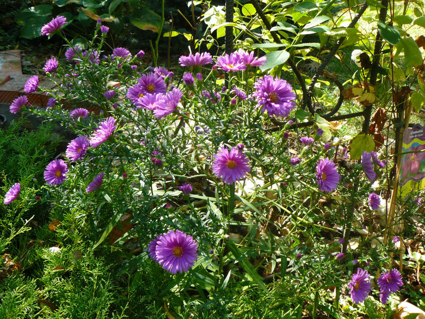 Aster Tonga - Aster