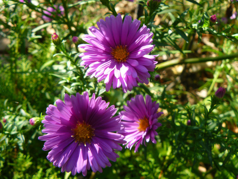 Aster Tonga - 2017_Septembrie-Octombrie