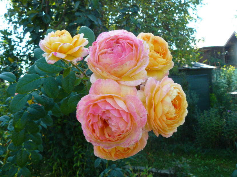 Rosomone Janon - 2017_Septembrie-Octombrie