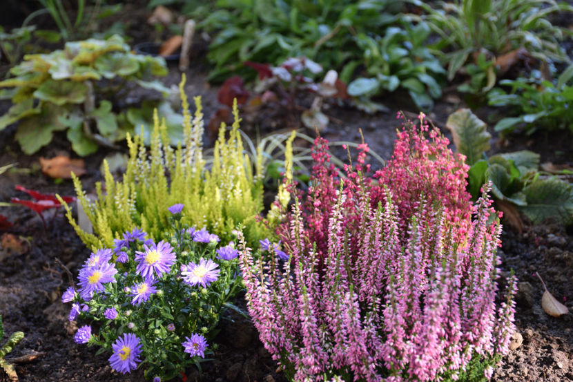 Calluna vulgaris - 2017_Septembrie-Octombrie