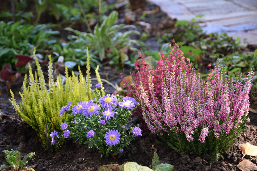Aster Blue Lapis si Calluna vulgaris - 2017_Septembrie-Octombrie