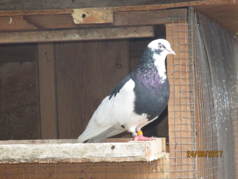  - 1 ROLLER DE BIRMINGHAM 2017