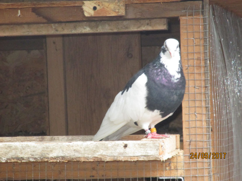  - 1 ROLLER DE BIRMINGHAM 2017