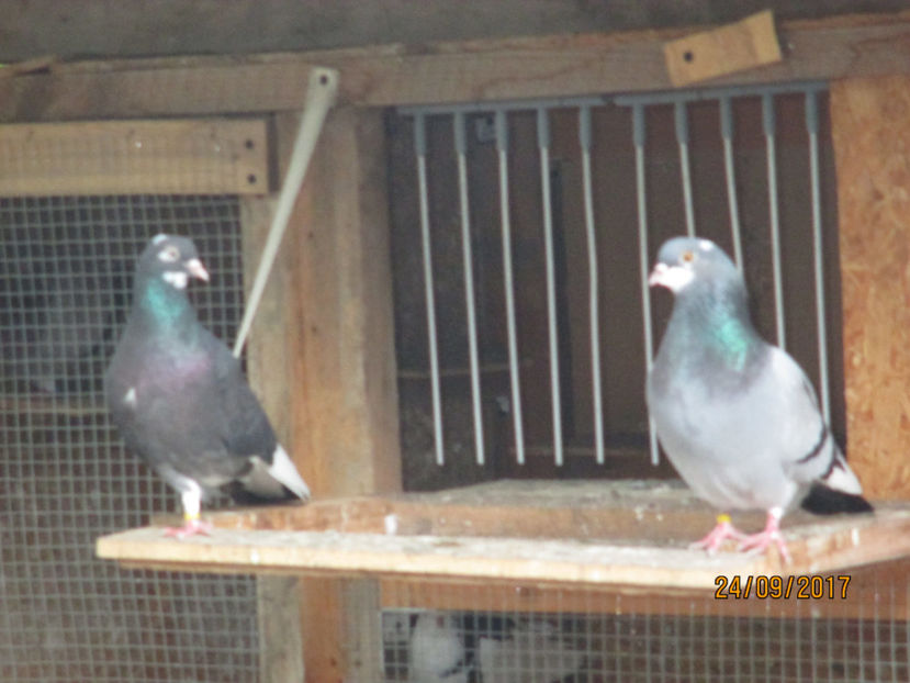  - 1 ROLLER DE BIRMINGHAM 2017