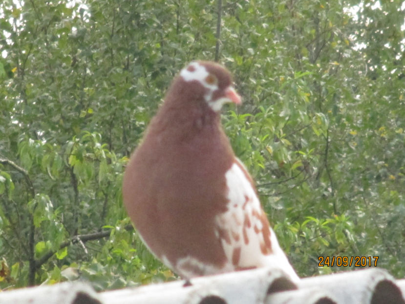  - 1 ROLLER DE BIRMINGHAM 2017