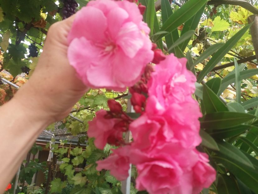  - Ghivece și jardiniere