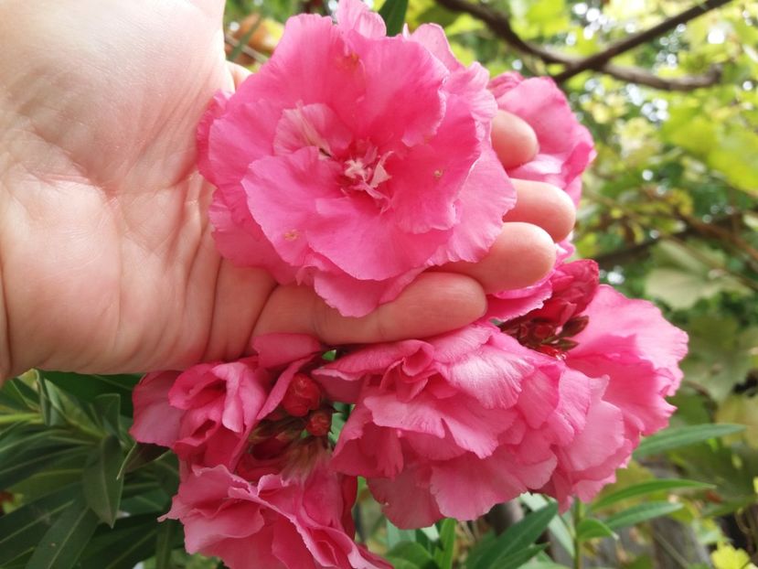  - Ghivece și jardiniere