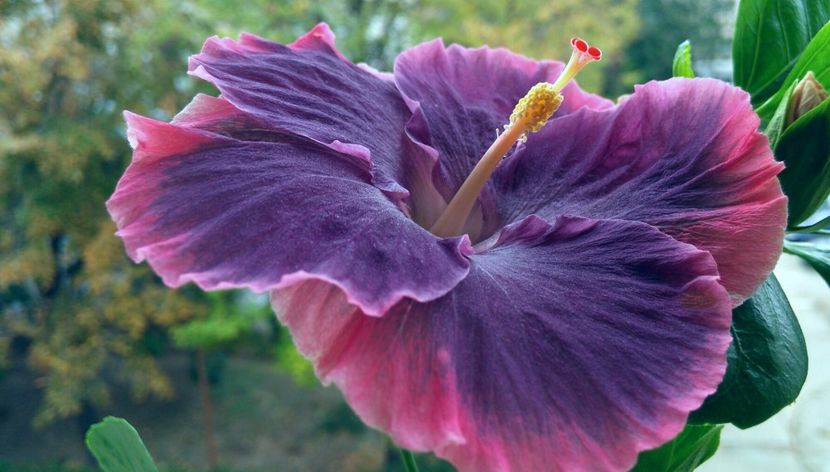  - Moorea My Blue Pearl