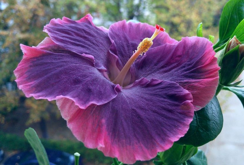  - Moorea My Blue Pearl