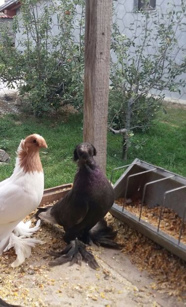 Fem 2017 - JDB-unicolori CASTANII