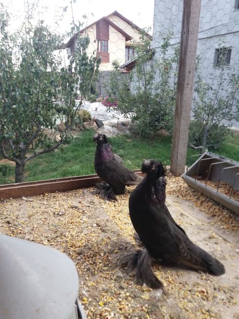  - JDB-unicolori CASTANII