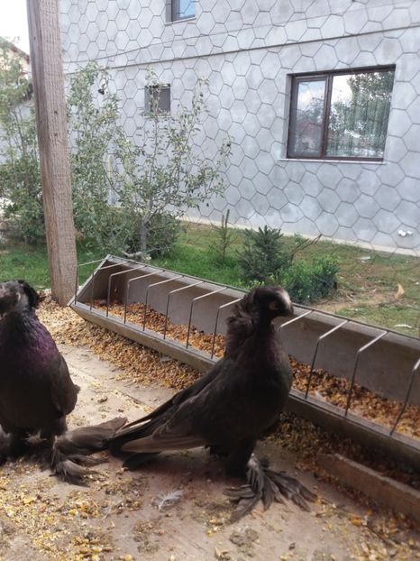  - JDB-unicolori CASTANII