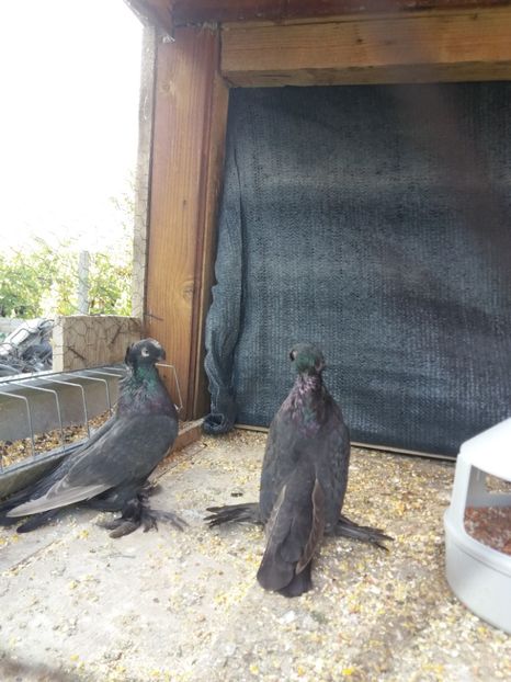  - JDB-unicolori CASTANII