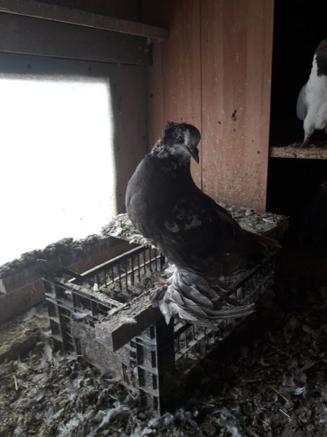 Pui - 09 Urias maghiar 2017