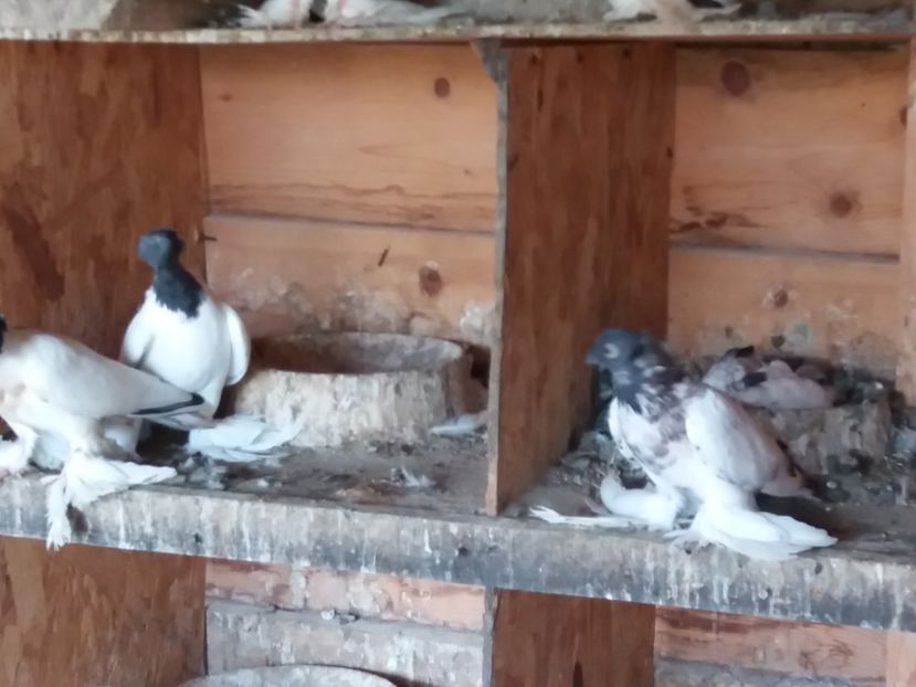 Pereche cap albastru - JDB-CAP ALBASTRU