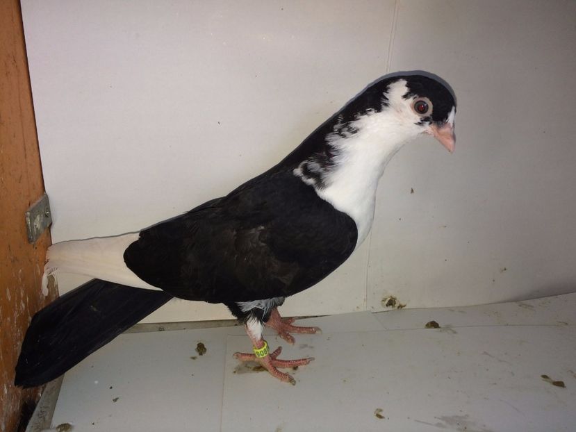 9080  mascul  2017_2 - tineret 2017