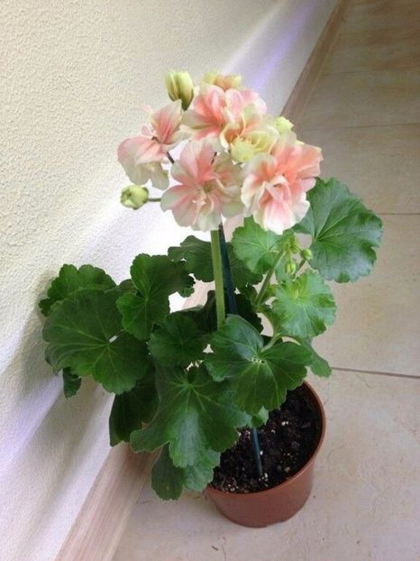 f039d64076133a27616ca33689bbc6f1 - Caut sa cumpăr plantele urmatoare