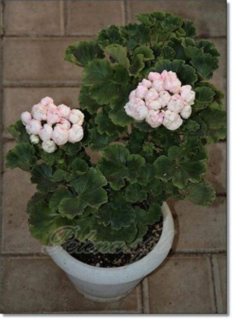 Gasit - Caut sa cumpăr plantele urmatoare