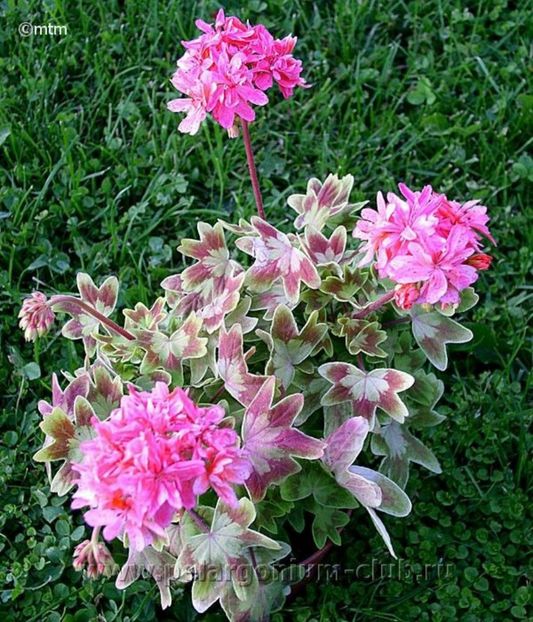 c25102c87207a2e9385595242e5aac88 - Caut sa cumpăr plantele urmatoare