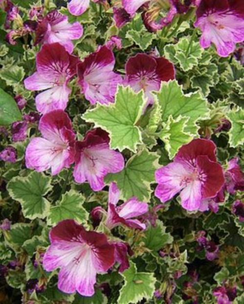 a80a3a7eba0c113478679a2088f9a6cd - Caut sa cumpăr plantele urmatoare