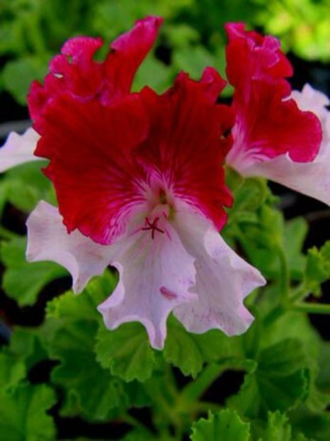 0f3ff63e54a93ecf916136af446c0fd0 - Caut sa cumpăr plantele urmatoare