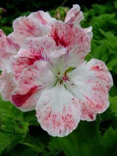 289d9cb756270b1103b9b567d7d91de3 - Caut sa cumpăr plantele urmatoare