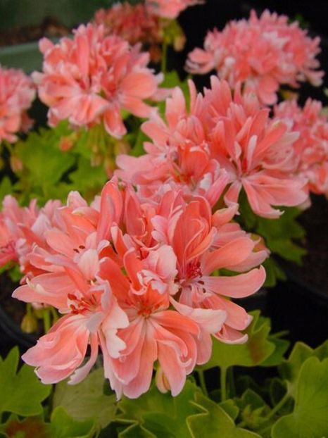 44ebe1f02711018eb9480753668ccc39 - Caut sa cumpăr plantele urmatoare