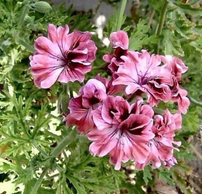 143cfe3695d93c364b6eb4c8381c3285 - Caut sa cumpăr plantele urmatoare