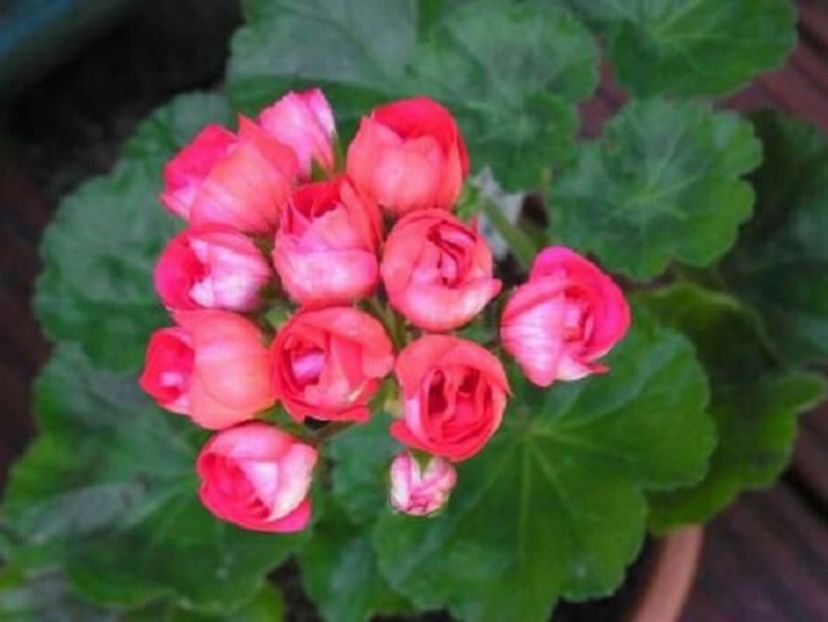 cec585e24a849f5b10e5887fc0e372d4 - Caut sa cumpăr plantele urmatoare