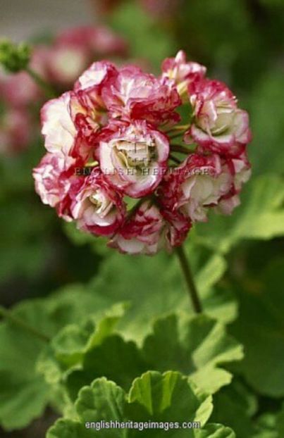 15a7fbbf15cdc84cc535f5766cc8de1a - Caut sa cumpăr plantele urmatoare