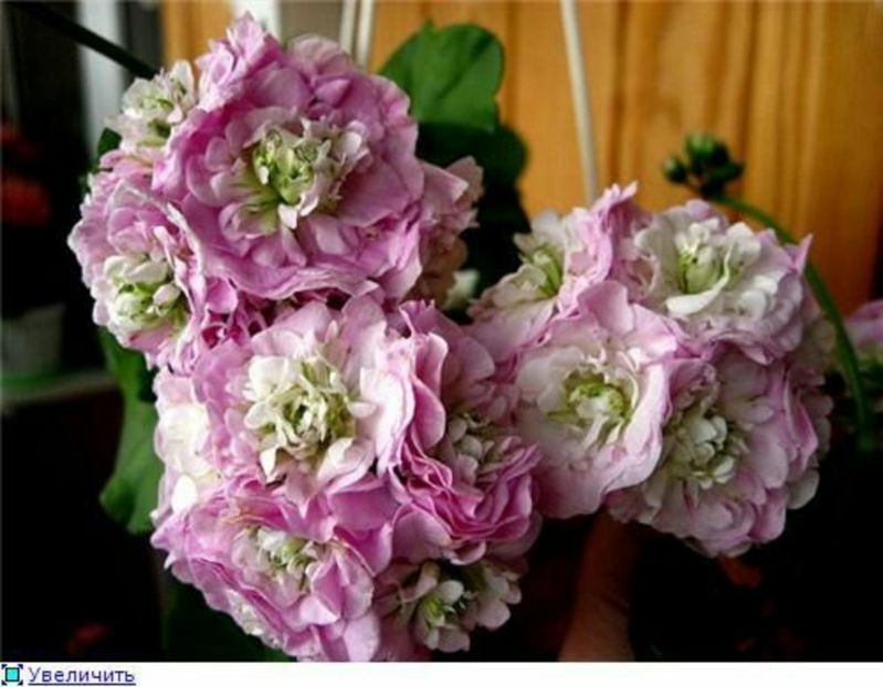 1a43c3a4468909fb0545465c8228442d - Caut sa cumpăr plantele urmatoare