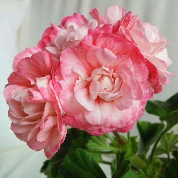 bf75916b3b31b1c343b0db550e340202 - Caut sa cumpăr plantele urmatoare