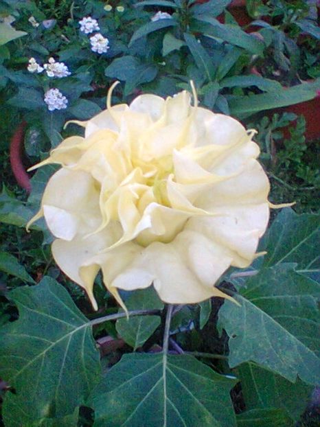 Fotogr.0589 - Septembrie 2017