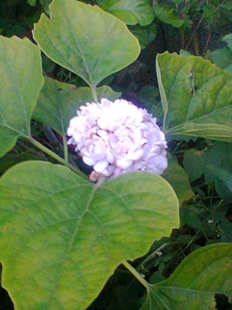 Fotogr.0591 - Septembrie 2017