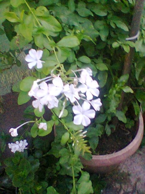 Fotogr.0593 - Septembrie 2017