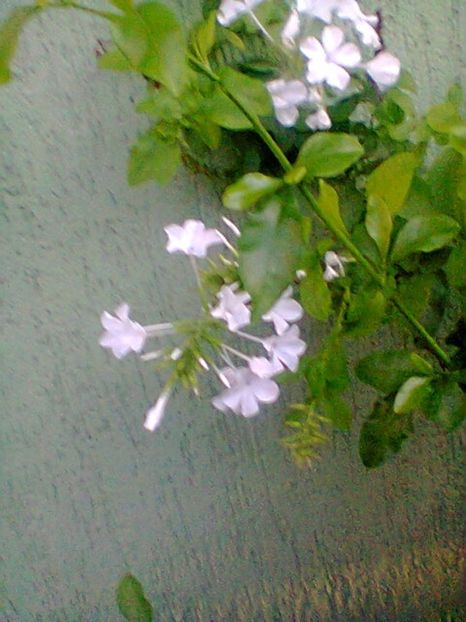 Fotogr.0594 - Septembrie 2017