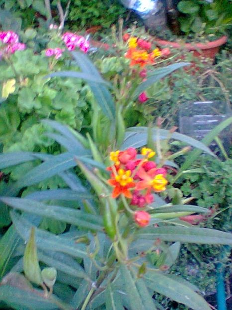 Fotogr.0596 - Septembrie 2017