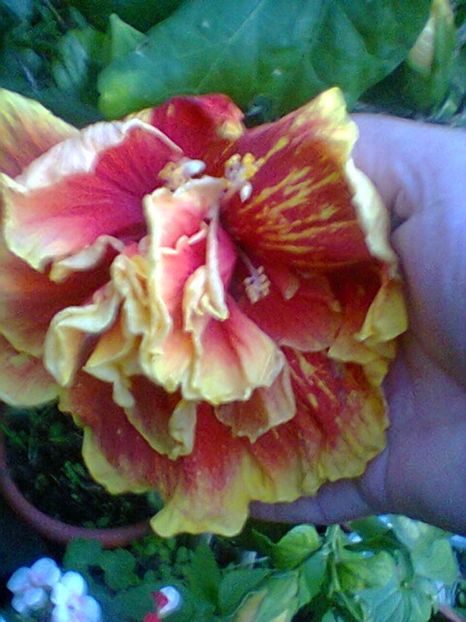 Fotogr.0599 - Septembrie 2017