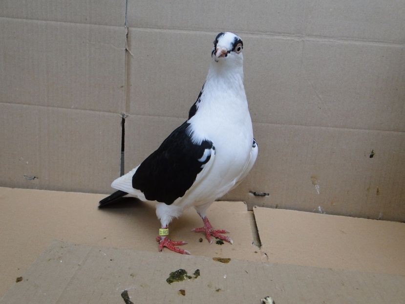 F 2017-8805 - porumbei care mi-au apartinut