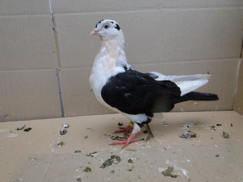 F 2017-14245 - porumbei care mi-au apartinut