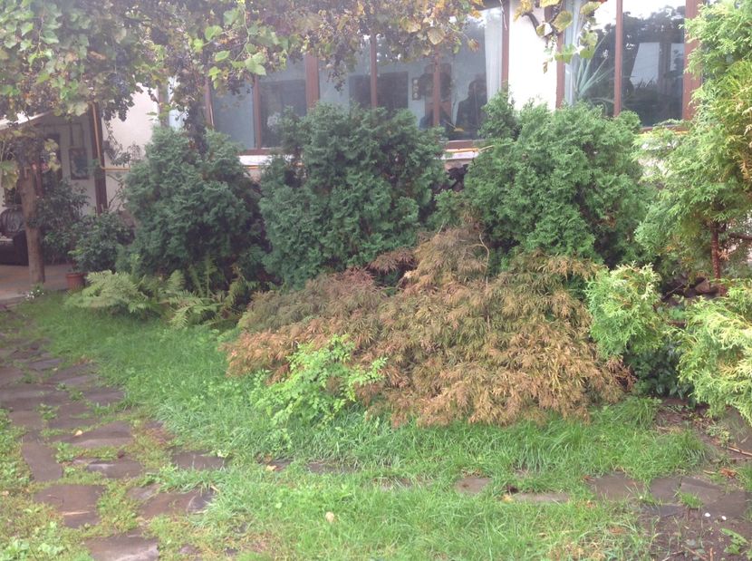  - Gradina de flori 2017