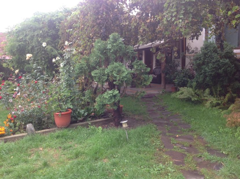  - Gradina de flori 2017