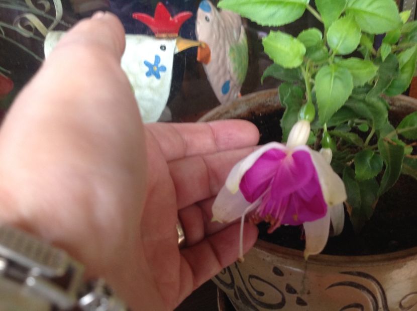  - Fuchsia răsaduri 2017