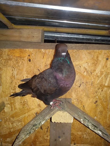  - Arhiva poze cu porumbei