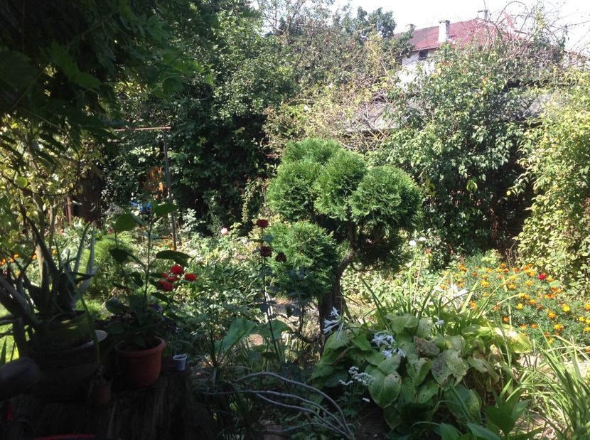  - Gradina de flori 2017